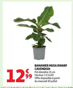 Auchan Bananier musa dwarf cavendis offre