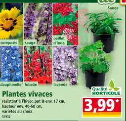 Norma Qualité Horticole Plantes vivaces offre