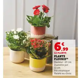 U Express Plante fleurie offre