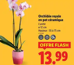 Lidl Orchidée royale en pot céramique offre