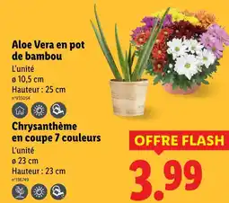 Lidl Aloe Vera en pot de bambou offre