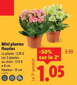 Lidl Mini plantes fleuries offre