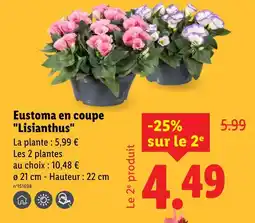 Lidl Eustoma en coupe 'Lisianthus' offre