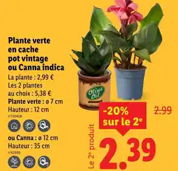 Lidl Plante verte en cache pot vintage ou Canna indica offre