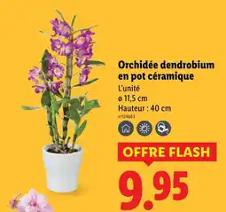Lidl Orchidée dendrobium en pot céramique offre