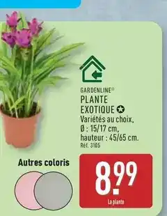 ALDI Plante exotique offre