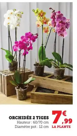 Bi1 Orchidée 2 tiges offre