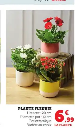 Bi1 Plante fleurie offre