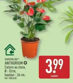ALDI GARDENLINE ANTHURIUM offre