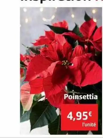 Poinsettia