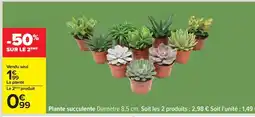 Carrefour Plante succulente offre