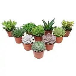 Carrefour Plante succulente offre