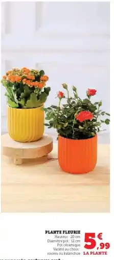 Super U Plante fleurie offre