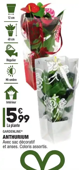 ALDI Anthurium offre