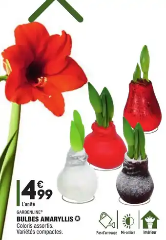 ALDI Bulbes amaryllis offre