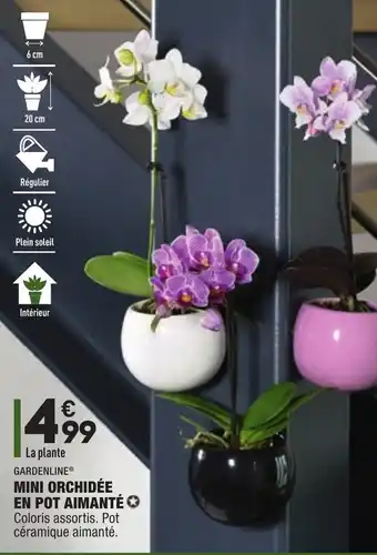 ALDI Mini orchidée en pot aimanté offre