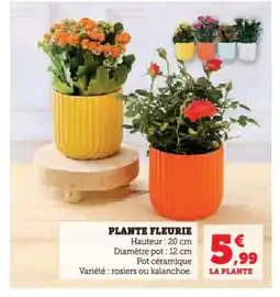 U Express Plante fleuriee offre