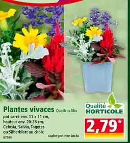 Norma Plantes vivaces Quattros Mix offre