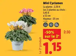 Lidl Mini cyclamen offre