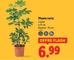 Lidl Plante verte offre