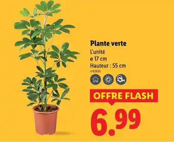 Lidl Plante verte offre