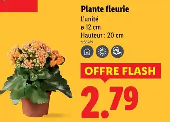 Lidl Plante fleurie offre