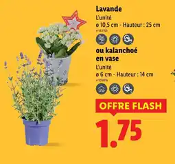 Lidl Lavande offre