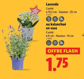 Lidl Lavande offre