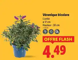 Lidl Véronique bicolore offre