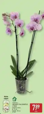 ALDI ORCHIDÉE PHALAENOPSIS 2 TIGE offre
