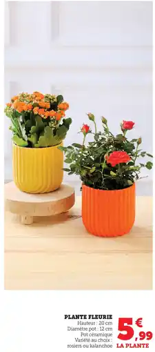Super U Plante fleurie offre