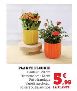 Hyper U Plante fleurie offre