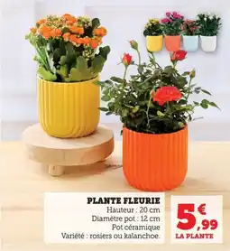 Bi1 Plante fleurie offre