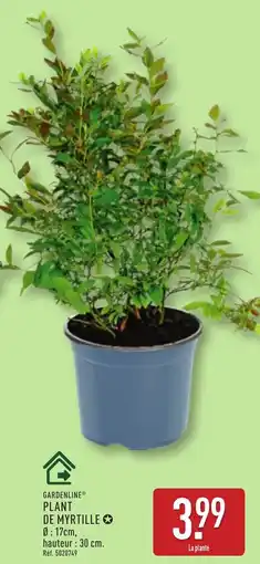ALDI GARDENLINE Plant de myrtille offre