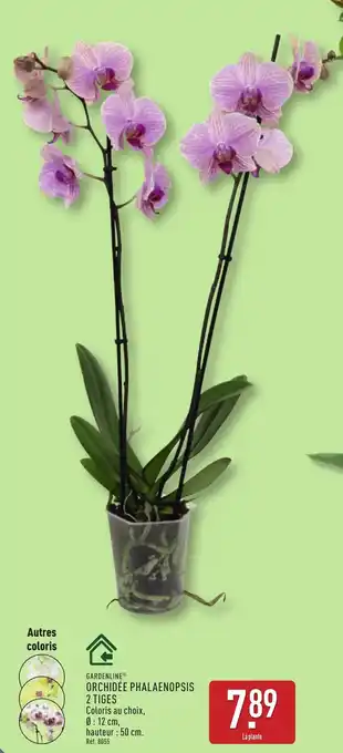ALDI GARDENLINE Orchidée phalaenopsis 2 tiges offre