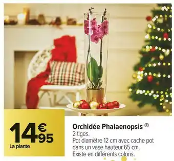 Carrefour Market Orchidée phalaenopsis offre