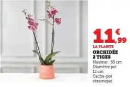 Super U Orchidée 2 tiges offre