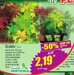 Norma Érable Acer offre