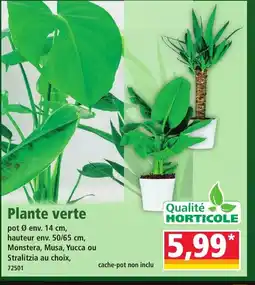 Norma Plante verte offre