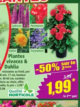 Norma Plantes vivaces & Dahlia offre