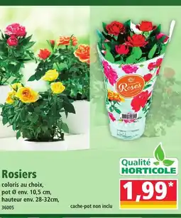 Norma Rosiers offre