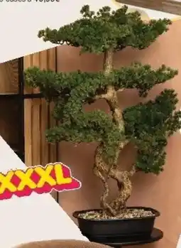 La Foir'Fouille Bonsai pot céramique offre