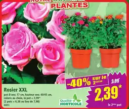 Norma Rosier XXL offre