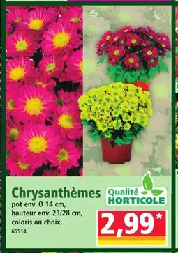 Norma Chrysanthèmes offre