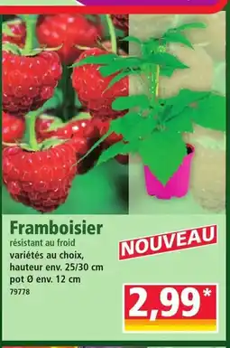 Norma Framboisier offre