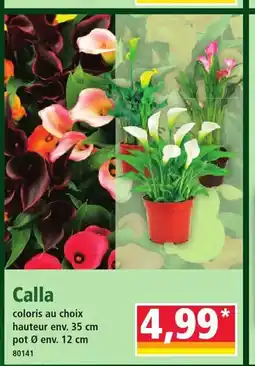 Norma Calla offre