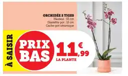 Hyper U Orchidée 2 tiges offre