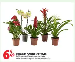 Auchan Foire aux plantes exotiques offre