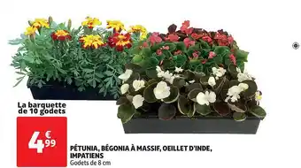 PĂ©tunia, BĂ©gonia Ă Massif, Ćillet D'inde, Impatiens
