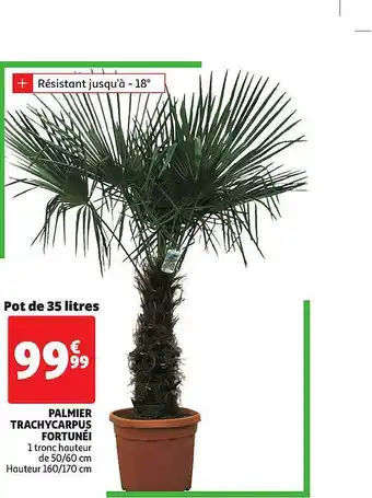 Palmier Trachycarpus Fortunéi